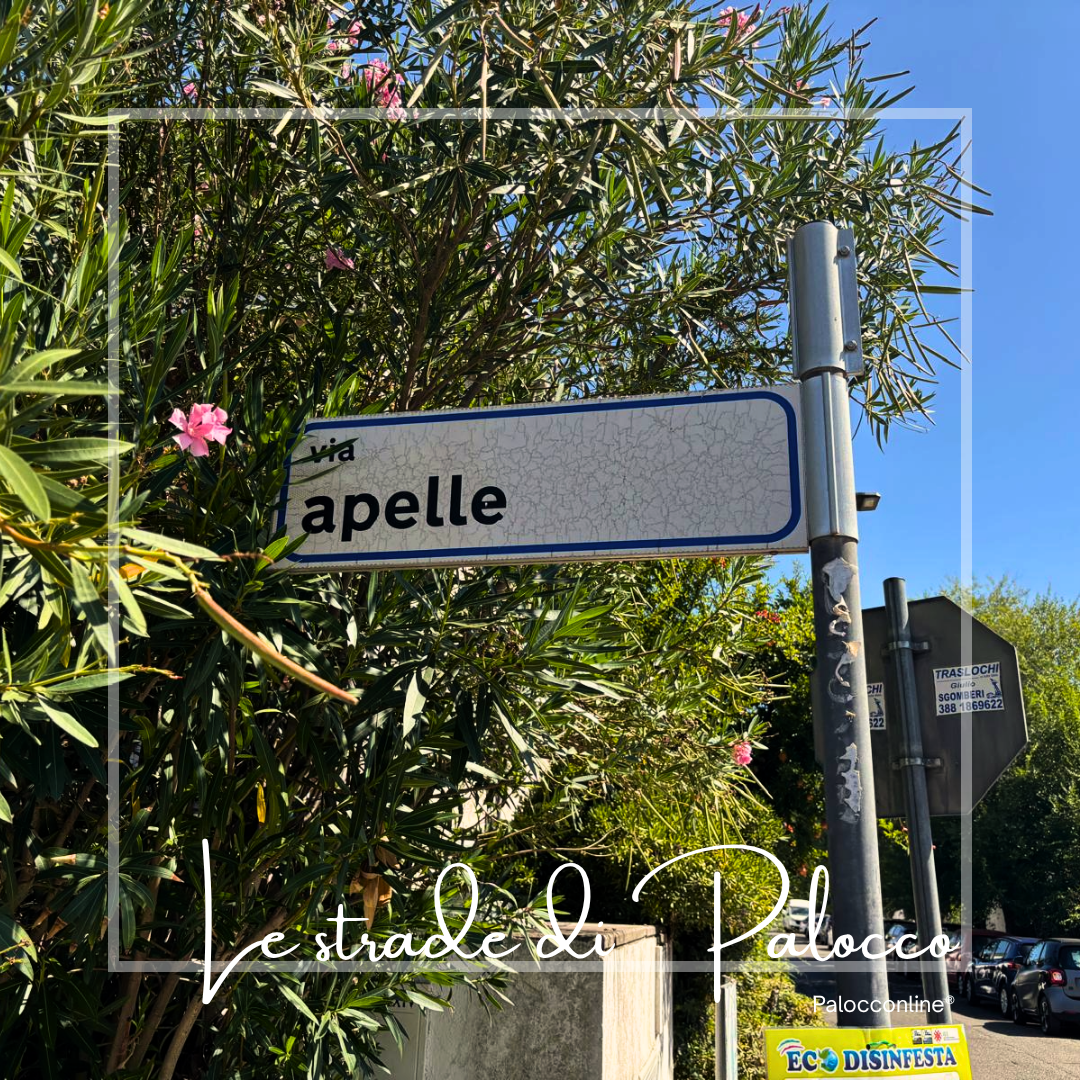 Via Apelle… la bellezza è una linea